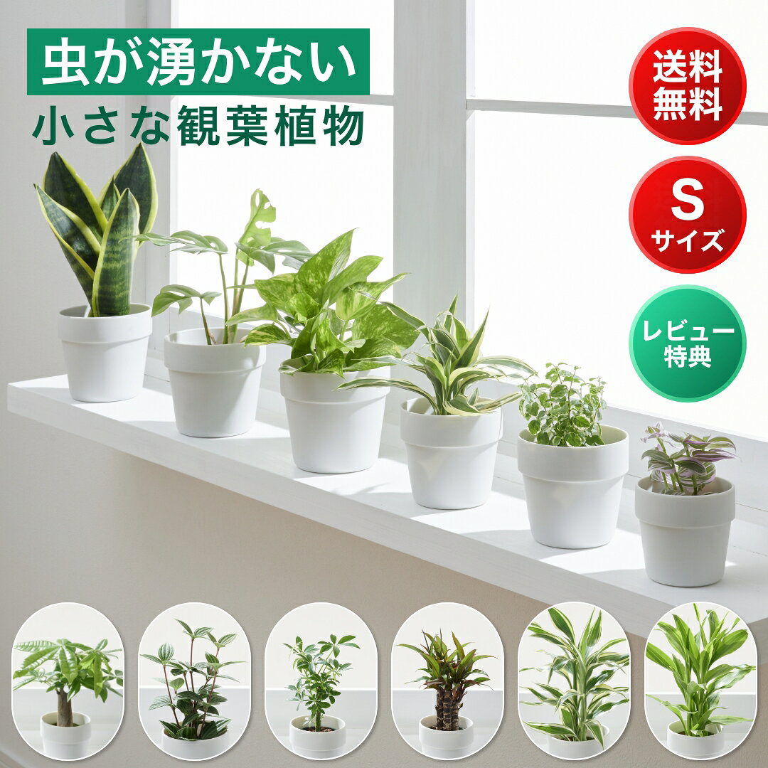 小さい 観葉植物 Sサイズ ミニ ハイドロカルチャー 水耕栽培 パキラ モンステラ サンスベリア ポトス 室内 土 使わない 虫 わかない 虫がわかない 美濃焼 素焼き 晋山窯ヤマツ 6cm鉢