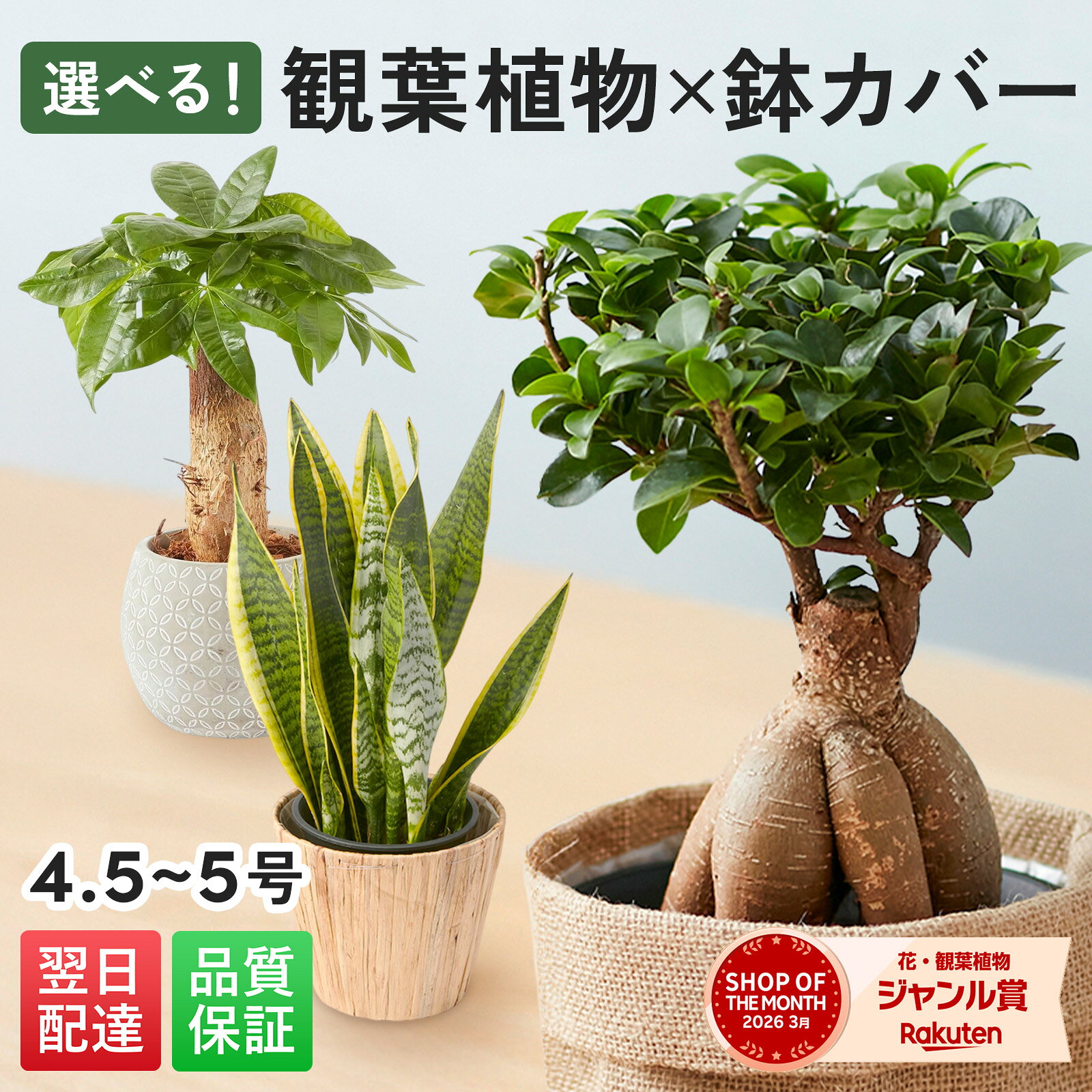 【翌日配送】観葉植物 5号 パキラ ガジュマル サンスベリア ボール型陶器付き 4.5号 5寸 5号 サイズ サンセベリア 幸運の木 風水 インテリア オシャレ 開店祝い 結婚式 新築祝い 就職祝い 開業祝い 記念日 引越し祝い お歳暮 ブルーミー