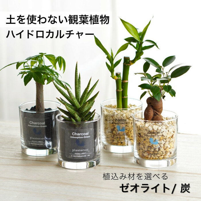 【産地直送】 観葉植物 ハイドロカルチャー パキラ ガジュマル サンスベリア テーブルヤシ ほか植物が選べる ミニ観葉 アドソープション グリーンM ゼオライト 炭 植え 植物セット