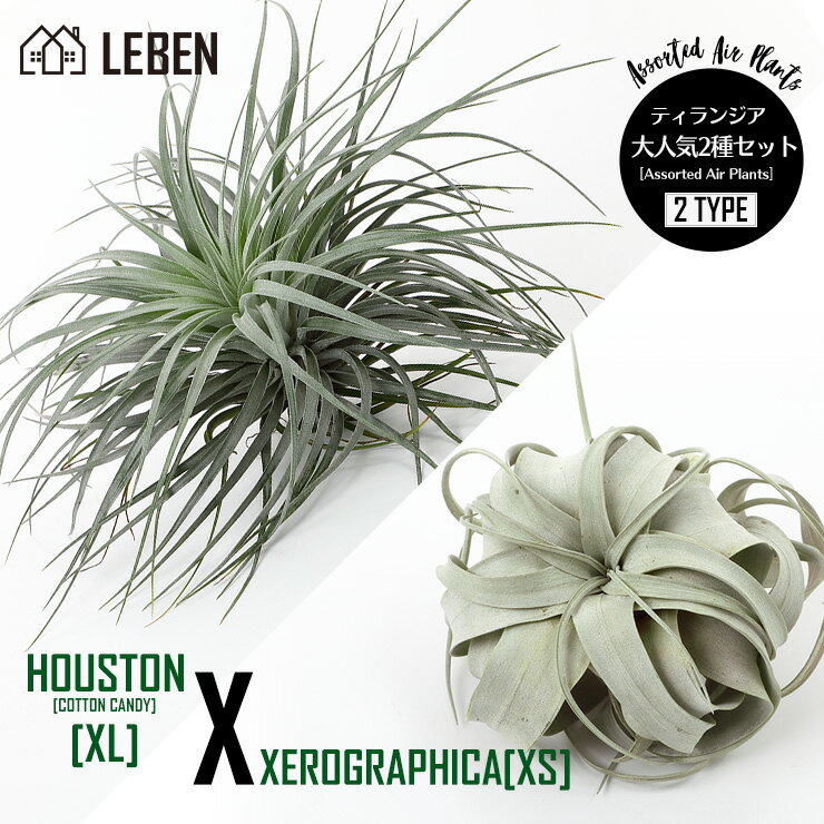 【18日は5%OFF！】★●★エアプランツ ヒューストンXL +キセログラフィカXS [大人気2種セット] エアープランツ エアプランツ コットンキャンディ 観葉植物 ティランジア チランジア 壁掛け 吊り下げ インテリア 誕生日 ギフト 丈夫[ap]