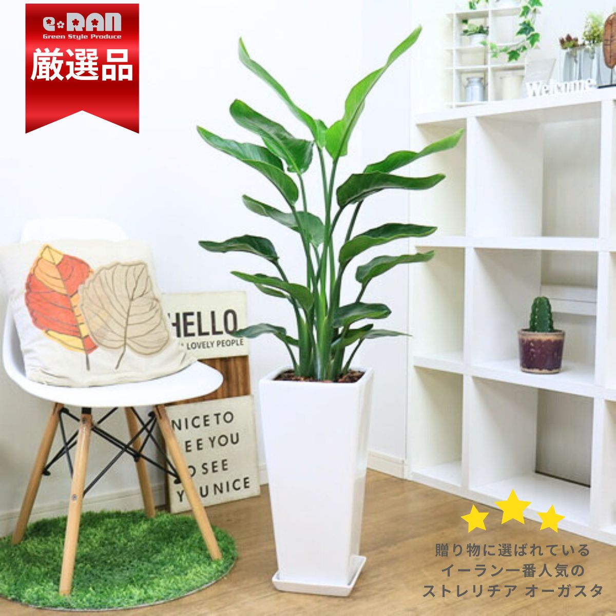 ストレリチア オーガスタ 観葉植物 高級陶器鉢 選べる鉢カラー 高さ約120cm〜130cm前後 【数量限定販売】 管理説明書 受皿付 肥料小袋プレゼント 厳選 大型 人気 白 黒 バショウ科