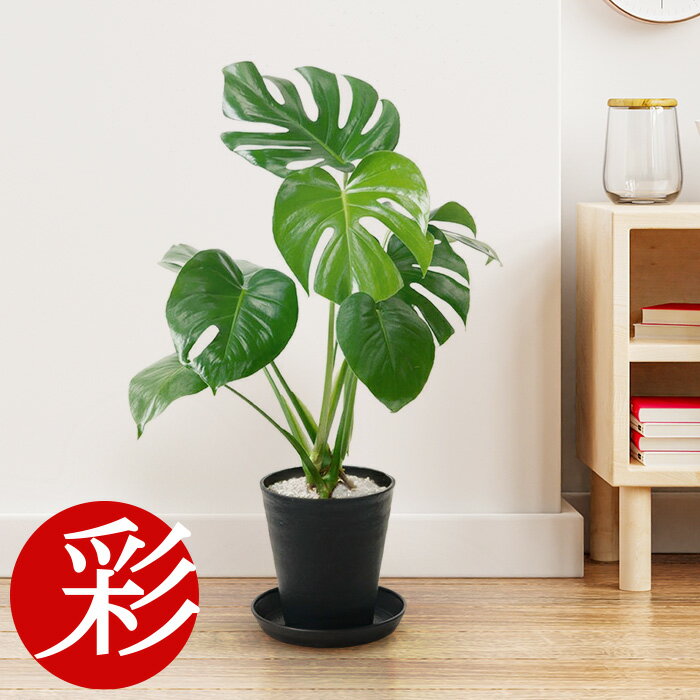 モンステラ 観葉植物 本物 大型 セラアート鉢 6号鉢 観葉植物 モンステラ・デリシオサ インテリア 開店祝い 移転祝い お祝い 新築祝い ブラック ホワイト セラート鉢 室内 オフィス ギフト プレゼント 観葉植物 モンステラ