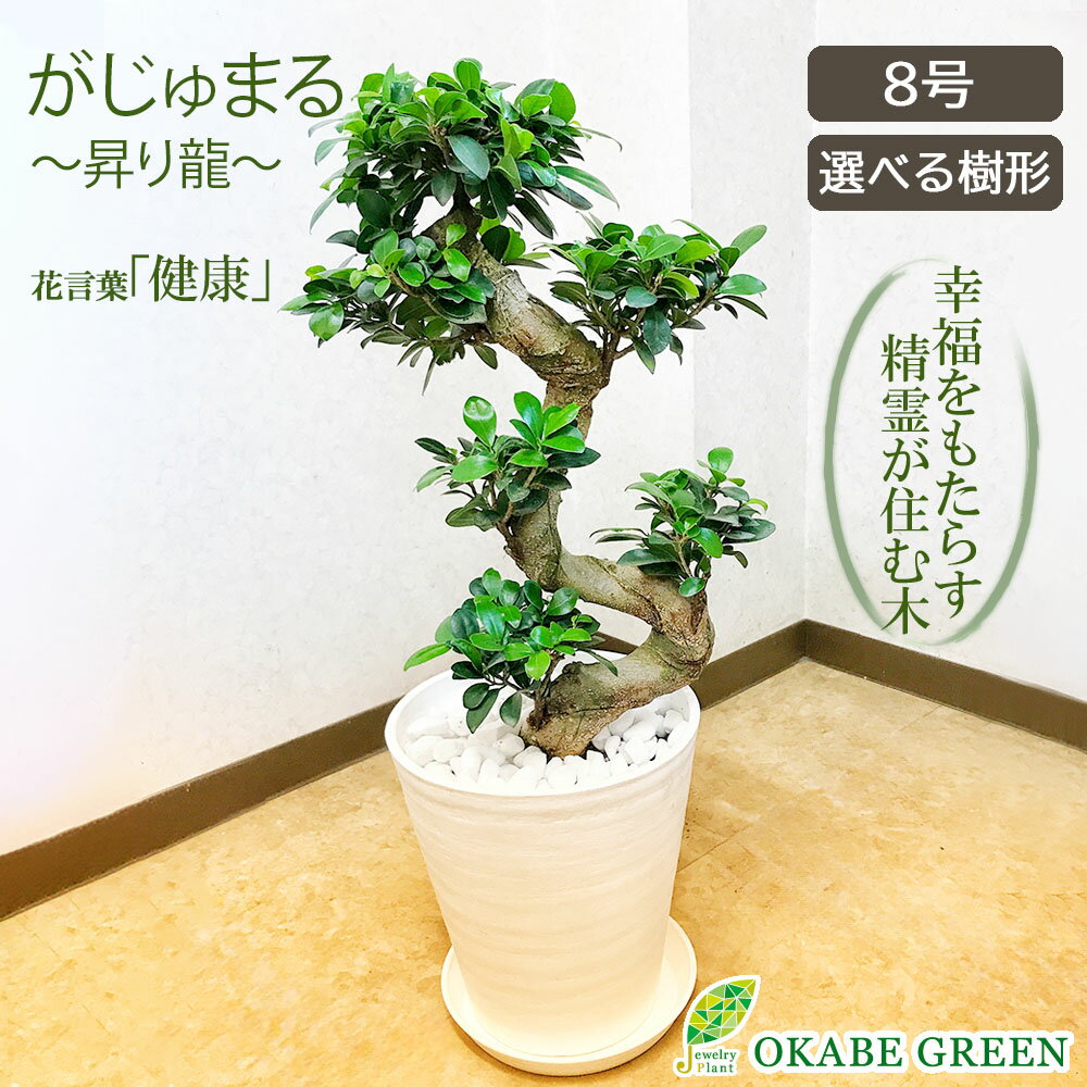 観葉植物 大型 ガジュマルの木 フィカス 昇り竜 8号 白セラアート鉢 開店祝 ラッピング無料 開店祝 鉢植え 縁起物 多幸の木 幹曲がり 敬老 ギフト プレゼント おしゃれ 人気 お祝い 誕生日 送料無料 【緑】
