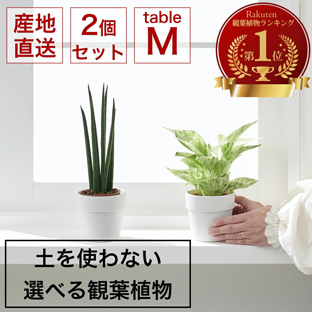 小さい 観葉植物 Mサイズ 2個セット ミニ ハイドロカルチャー 水耕栽培 パキラ モンステラ サンスベリア ポトス 室内 土 使わない 虫 わかない 虫がわかない 美濃焼 素焼き 晋山窯ヤマツ 9cm鉢