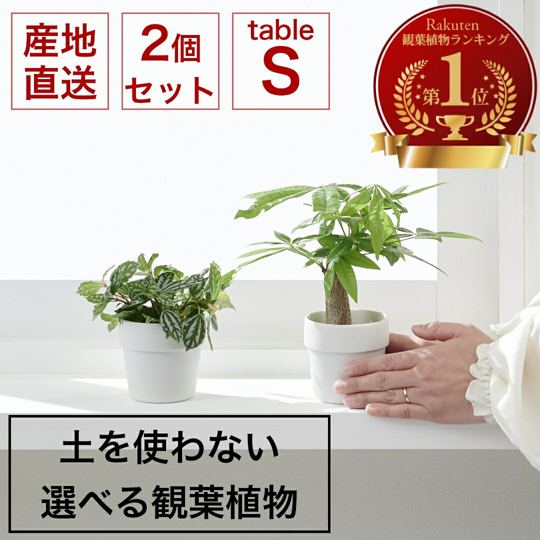 小さい 観葉植物 Sサイズ 2個セット ミニ ハイドロカルチャー 水耕栽培 パキラ モンステラ サンスベリア ポトス 室内 土 使わない 虫 わかない 虫がわかない 美濃焼 素焼き 晋山窯ヤマツ 6cm鉢