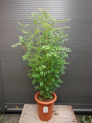 上級品！◎シマトネリコ90・7号鉢植え◎8本以上の株立ち！観葉植物◎