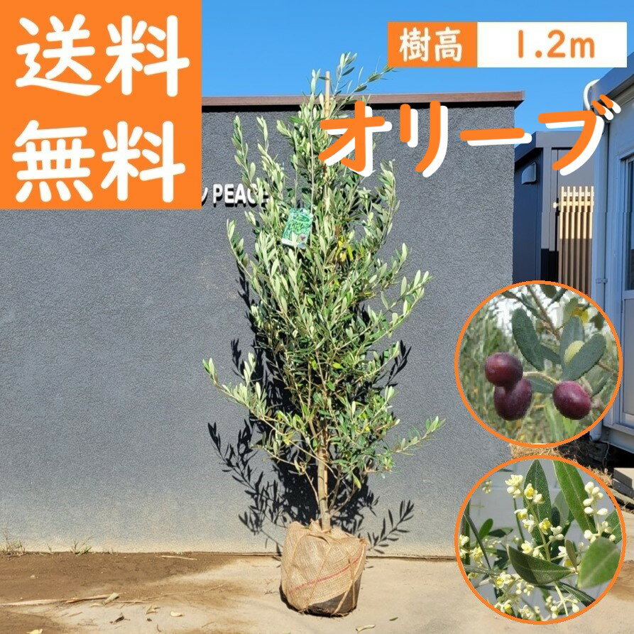 送料無料 120cm シンボルツリー 庭木 植木 常緑樹 収穫果樹 観葉植物 おしゃれ【オリーブ 樹高1.2m前後】