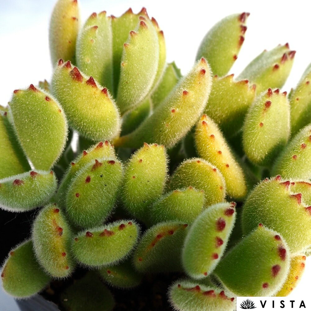 熊童子 コチレドン属　多肉植物　9cmポット観葉植物 雑貨 おすすめ インテリア 暮らし 多肉植物 葉 花 紅葉 夏