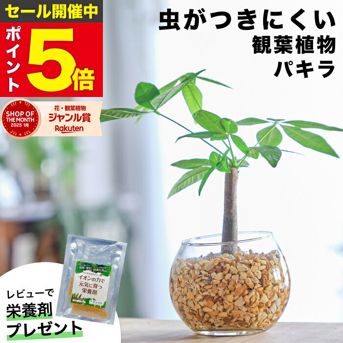 【期間限定ポイント5倍】 パキラ 金のなる木 観葉植物 ハイドロカルチャー ミニ 水耕栽培 おしゃれ 土を使わない ミニ観葉植物 小さい 室内 卓上 デスク 玄関 トイレ インテリア 風水 洗面所 ギフト お祝い 開業祝い 風水に良い 縁起の良い 本物 東京寿園