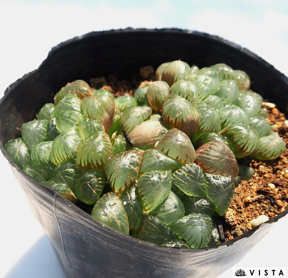 オブツーサ【ジュエルプランツ】ハオルチア属　多肉植物　9cmポット(1~3頭)観葉植物 雑貨 おすすめ インテリア 暮らし ハオルシア haworthia サボテン 植物