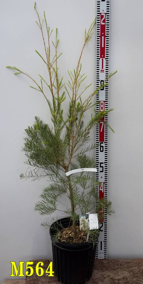 【選べる現品発送】メラレウカ　ティーツリー（メディカル　ティーツリー）7号鉢植え　苗木(w05)