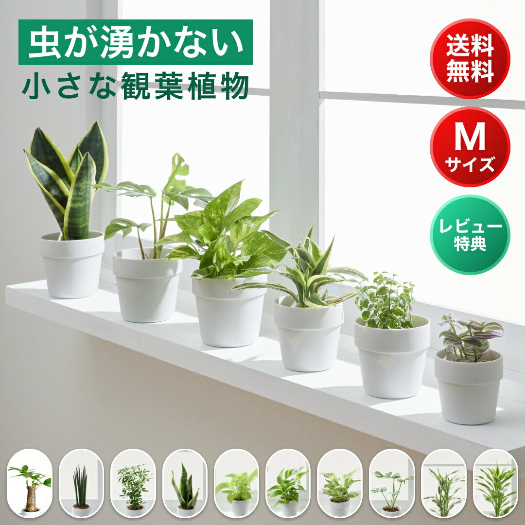 小さい 観葉植物 Mサイズ ミニ ハイドロカルチャー 水耕栽培 パキラ モンステラ サンスベリア ポトス 室内 土 使わない 虫 わかない 虫がわかない 美濃焼 素焼き 晋山窯ヤマツ 9cm鉢