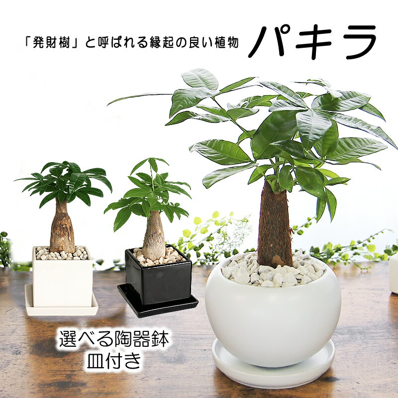 パキラ 観葉植物 陶器 鉢 皿付き 金運 発財樹 送料無料 ギフト 開店祝い プレゼント 誕生日 結婚記念日 新築祝い ソーシャルギフト