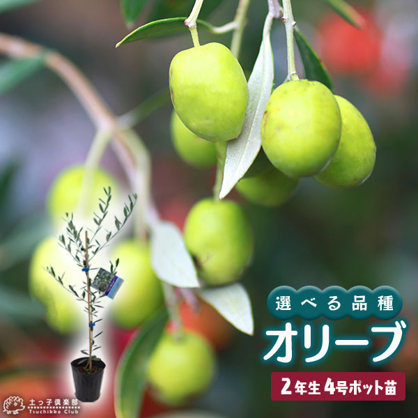 オリーブ （全9品種） 2年生 4号ポット 苗 【 選べる品種 】オリーブ苗 苗 果樹 シンボルツリー 収穫 鉢 コンテナ 植木鉢 土っ子倶楽部
