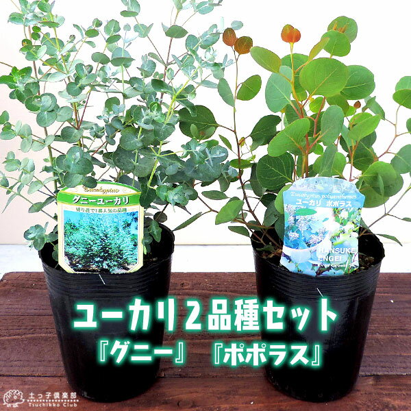 ユーカリ 2品種セット （ ポポラス ＆ グニー ） 10.5cmポット苗 ポポラス グニー 苗 苗木 カラーリーフ シルバー シンボルツリー 記念樹 ユーカリ・ポポラス グニーユーカリ 土っ子倶楽部
