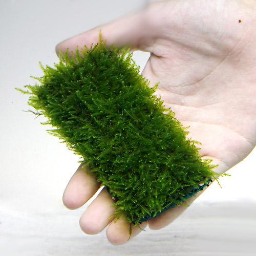 （水草）★育成済★　ウィローモス　マット（1個）　10cm×5cm　国産無農薬　前景草　置くだけ　小型水槽　入門種