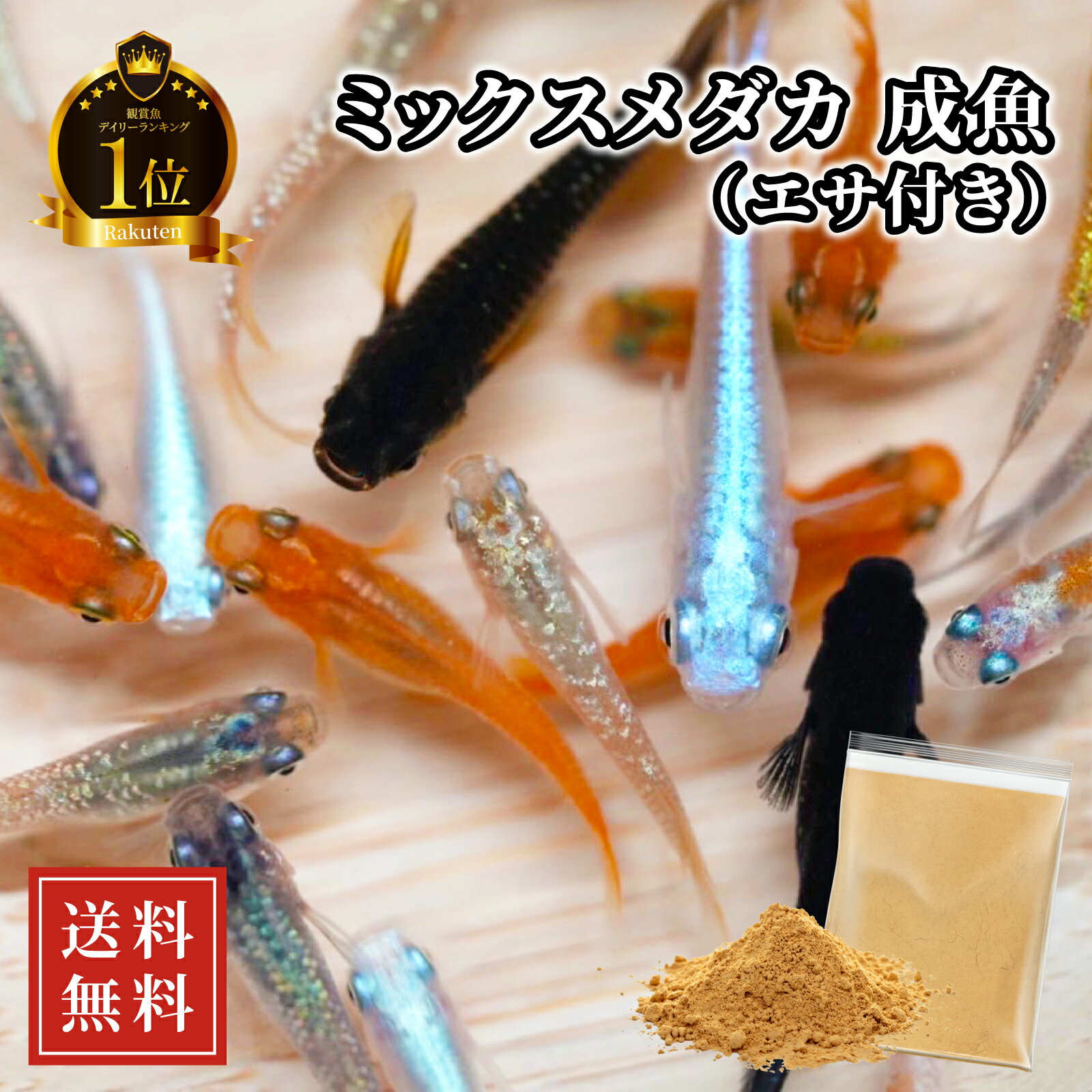 スーパーSALE 【観賞魚ランキング1位獲得】 メダカ 生体 ミックスメダカ 有名ブリーダー愛用のエサ付き 死着保証 【日の丸めだか】 10~100匹 送料無料 めだか 高級 観賞魚 アクアリウム 初心者にもオススメ♪