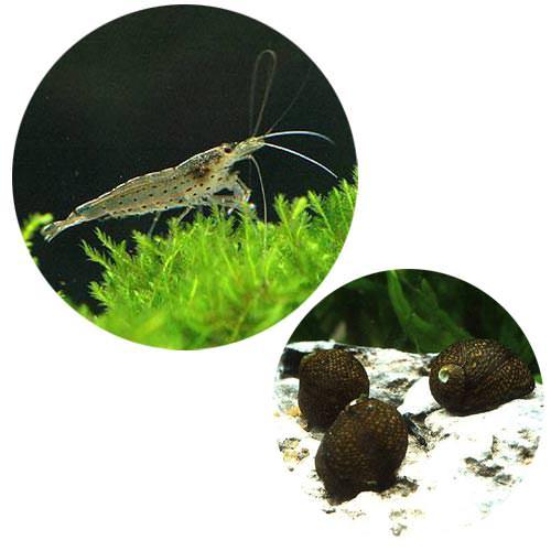 （エビ・貝）コケ対策セット　60cm水槽用　ヤマトヌマエビ（10匹）＋石巻貝（10匹）