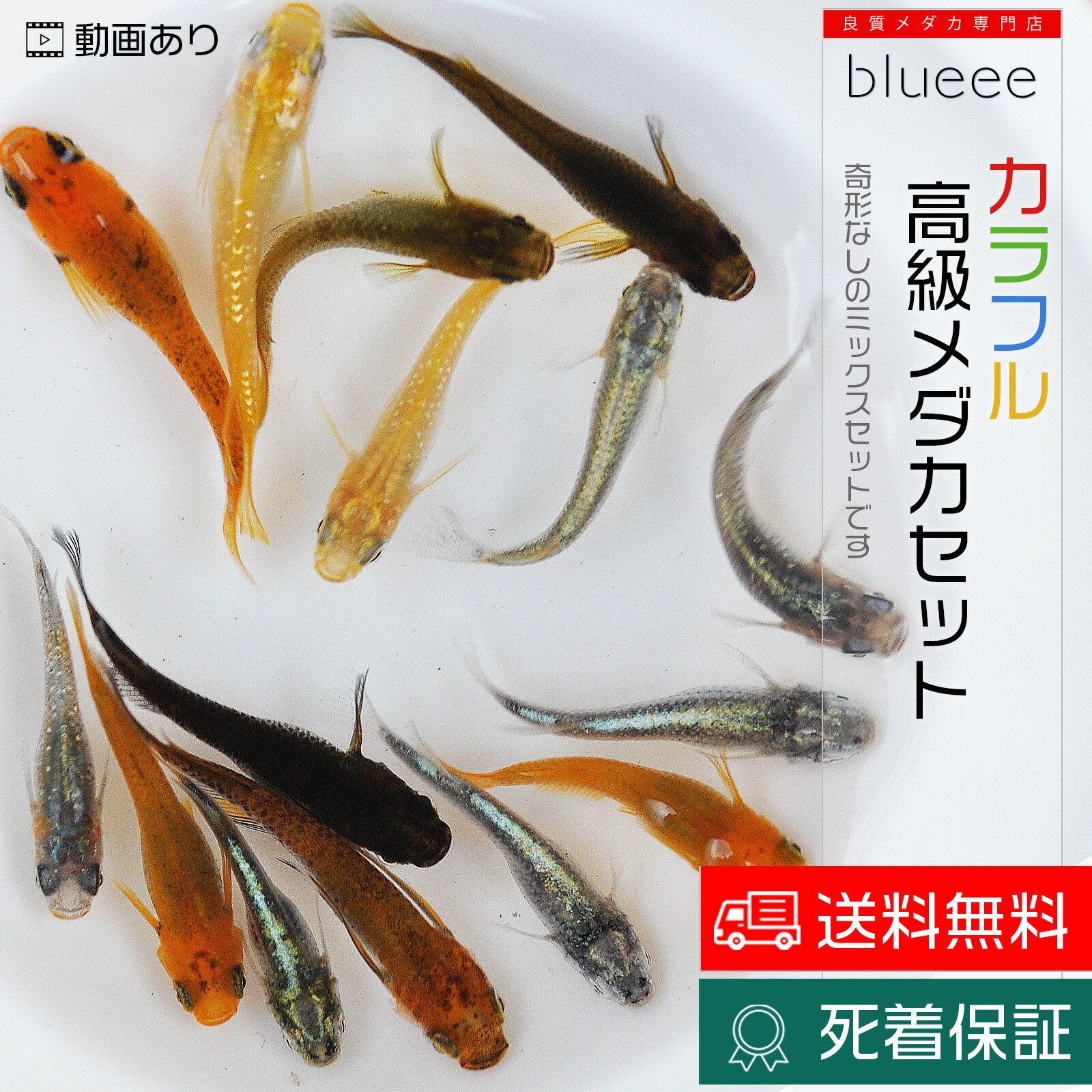 丈夫 元気 キレイ カラフル高級メダカ セット ミックス 10〜40匹 メダカ 販売 メダカ販売 種類 めだか 送料無料 改良 めだか 赤 赤色 かわいい 可愛い ビオトープ 鉢 餌 高級 生体 死着保証 水槽 小型水槽 カルキ抜き 淡水魚 観賞魚