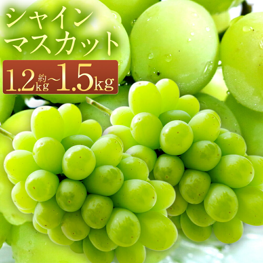 【ふるさと納税】＜選べる内容量＞ 長崎県産 シャインマスカット 約1.2kg / 約1.5kg 数量限定 時津町産 葡萄 ぶどう フルーツ 果物 くだもの 旬 皮ごと 高糖度 種なし 人気 先行予約 予約 九州産 冷蔵 送料無料【2026年8月下旬～9月下旬迄順次発送予定】