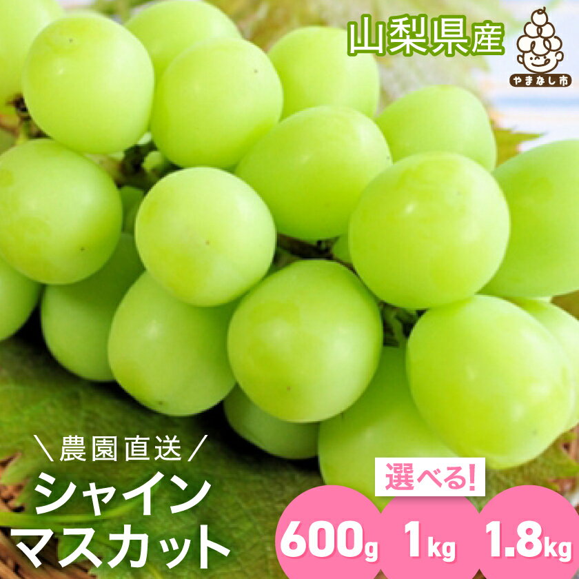 【ふるさと納税】農園直送 ! 濃厚 シャインマスカット約0.6kg/1kg/1.8kg (1房/1~2房/2~5房)_(1房/1~2房/2~5房) シャインマスカット 600g 1000g 1800g フルーツ 果物 ぶどう ブドウ マスカット 葡萄 くだもの【配送不可地域：離島・沖縄県】【G1299620】