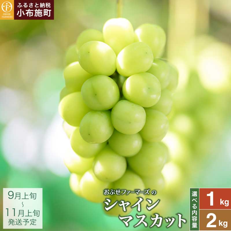 【ふるさと納税】【選べる】シャインマスカット 約1kg 2房 約2kg 3〜4房 ［おぶせファーマーズ］ 先行予約 果物 フルーツ 産地直送 種無しぶどう 種なしブドウ 葡萄 数量限定 長野 信州 令和8年産 【2026年9月上旬〜11月上旬発送】