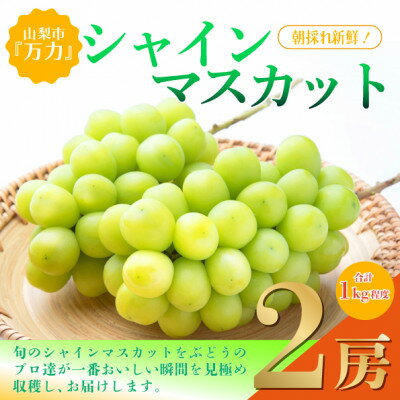 【ふるさと納税】【2026年発送】シャインマスカット2房 (計1kg程度) 生産者直送 ! 山梨市万力産_フルーツ 果物 くだもの マスカット ブドウ ぶどう 葡萄 ふるさと 人気 山梨 山梨県 送料無料 【配送不可地域：離島】【1227218】