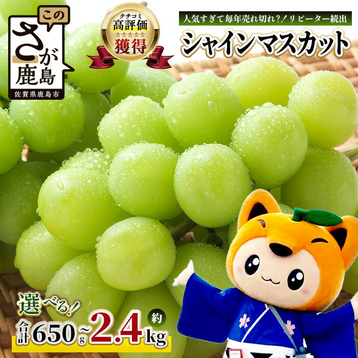 【ふるさと納税】ご家庭用 シャインマスカット 約650g〜2.4kg 2026年 先行予約 佐賀県産 [2026年8月上旬以降発送] | 冷蔵発送 ふるさと納税シャインマスカット マスカット ぶどう 葡萄 果物 フルーツ 旬 高級 ふるさと くだもの 佐賀県 鹿島市 人気 おすすめ 送料無料 B-658