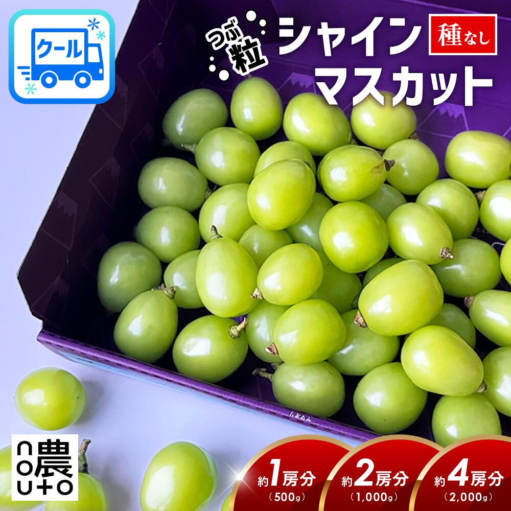 【8/24以降発送】 シャインマスカット 訳あり 山梨 （ 1房分 500g / 2房分 1kg / 4房分 2kg 」【+50g増量】 クール便 山梨県 笛吹市 敬老の日 贈答 糖度 規格外 旬 名産 お土産 1キロ 2房 種なし ぶどう フルーツ 果物 マスカット 食品 グルメ 送料無料 楽天 お取り寄せ
