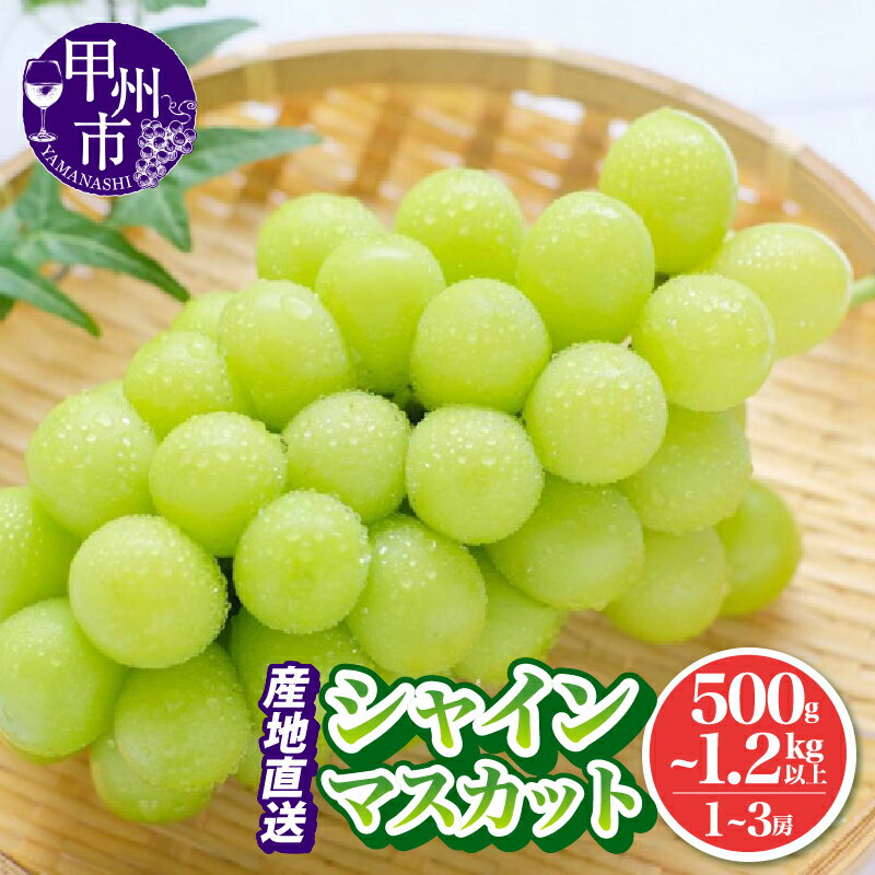 【ふるさと納税】 シャインマスカット 2026年 先行予約 1房〜3房 選べる 内容量 500g 1kg 1.2kg以上 発送 新鮮 厳選 果物 フルーツ ぶどう 葡萄 ブドウ ふるさと納税 ランキング 池田青果 甲州市 山梨県 数量限定 期間限定 社員マスカット （IS）
