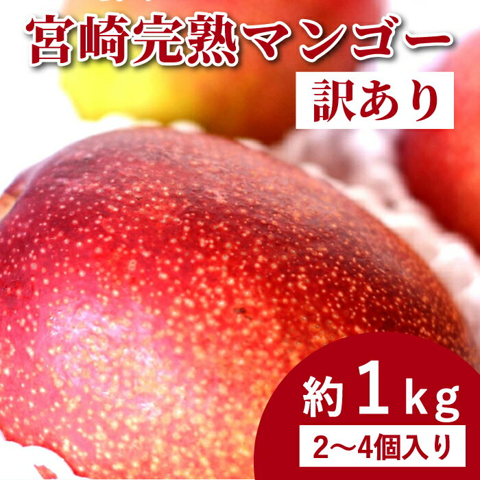 【5月下旬以降順次発送】宮崎 完熟 マンゴー 訳あり お買い得な 約1kg 2〜4個入り 訳ありフルーツ マンゴー 宮崎マンゴー 国産マンゴー 送料無料 宮崎産
