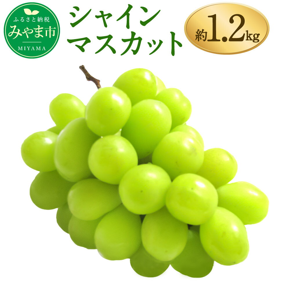 【ふるさと納税】シャインマスカット 約1.2kg ぶどう ブドウ マスカット 果物 フルーツ 高糖度 予約 九州産 国産 送料無料 A8【2026年9月中に順次発送予定】