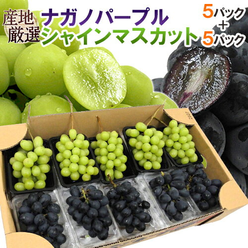 ”シャインマスカット＆ナガノパープル” 約350g×5＋約350g×5 合計10pc約3.5kg 産地厳選 食べ比べ ぶどう【予約 9月以降】 送料無料
