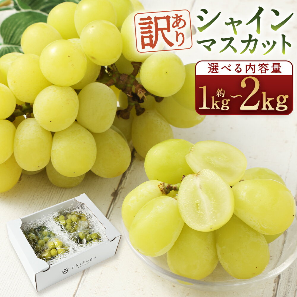 【ふるさと納税】【選べる配送月】【訳あり】農園直送 シャインマスカット 約1kg/約2kg 選べる内容量 ご家庭用フルーツ 果物 葡萄 ぶどう 種なし 福岡県産 九州産 送料無料【2026年8月上旬～10月上旬に順次発送予定】