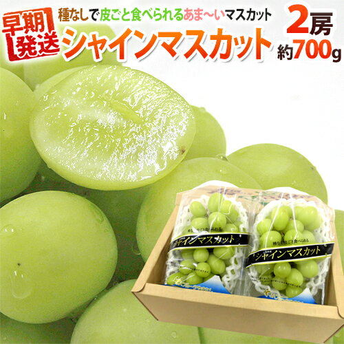 早期発送！プレミアム ”温室シャインマスカット” 秀品 約350g以上×《2pc》 化粧箱入り 産地厳選【予約 5月末以降】