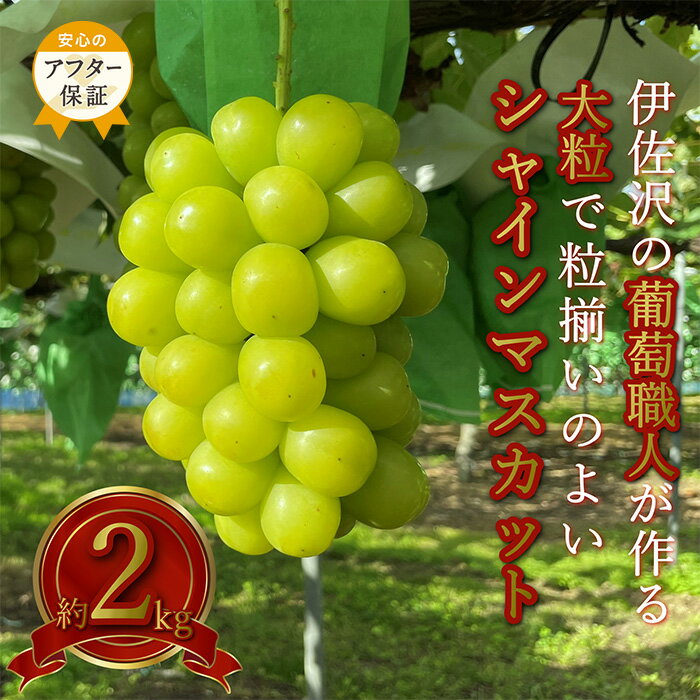 【ふるさと納税】＼アフター保証対象品／ 大粒 大房 シャインマスカット 秀品 約 2kg 2〜5房 伊佐沢のぶどう職人が作る 山形 の 人気 フルーツ 種なし 葡萄 【2026年9月〜10月発送分先行受付】 先行予約 シャインマスカット マスカット ふるさと納税 ぶどう H141(R8)