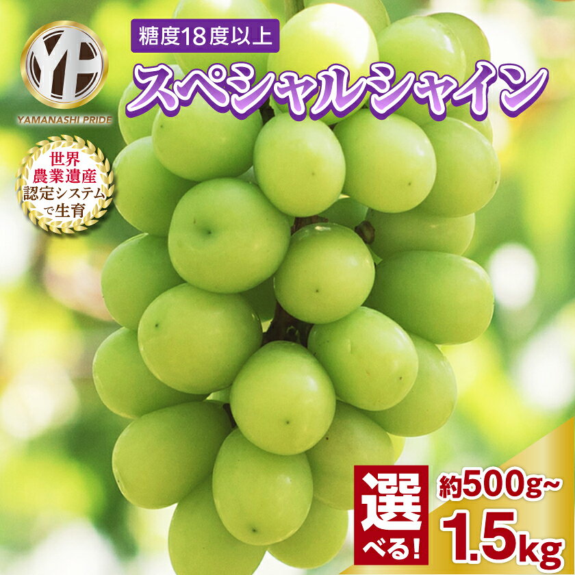 【ふるさと納税】【2026年発送】シャインマスカット 500g 1kg 1.5kg 山梨産 厳選 1房～4房_フルーツ 果物 ぶどう ブドウ マスカット 葡萄 くだもの ギフト プレゼント ふるさと 人気 山梨 山梨県 【配送不可地域：離島】【G1108669】