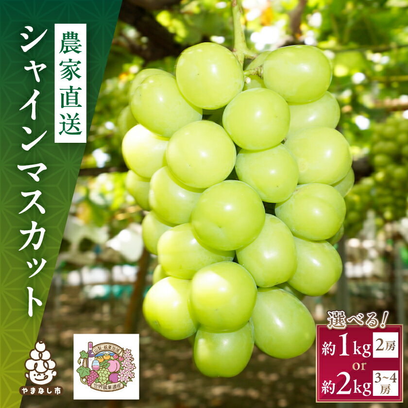【ふるさと納税】【2026年発送】シャインマスカット 1kg / 2kg 農家直送 世界農業遺産認定地特産_ シャインマスカット 山梨県 山梨 山梨市 マスカット ぶどう ブドウ 葡萄 果物 くだもの フルーツ 甘い 美味しい デザート 国産 人気 【配送不可地域：離島】【G1117446】