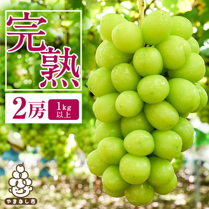 【ふるさと納税】【2026年発送】完熟 シャインマスカット 2房 (1kg以上) 世界農業遺産認定地特産_ ふるさと納税 ふるさと マスカット ぶどう ブドウ 葡萄 フルーツ 果物 くだもの 人気 美味しい 山梨県 山梨市 山梨 【配送不可地域：離島】【1117448】