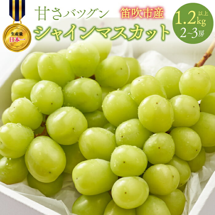 【ふるさと納税】【2026年発送★先行予約】甘さ抜群プリプリ　シャインマスカット　2〜3房　1.2kg以上 ふるさと納税 シャインマスカット 笛吹市 国産 人気 期間限定 ぶどう ブドウ 葡萄 旬 果物 フルーツ 山梨県 送料無料 168-001
