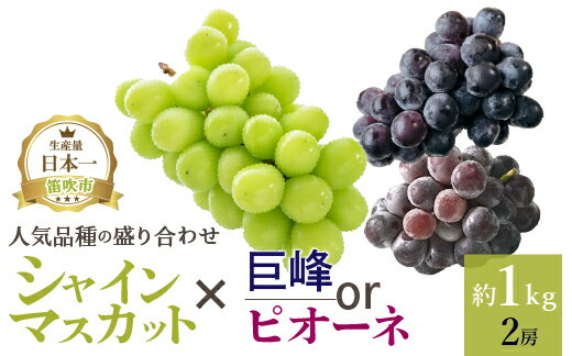 【ふるさと納税】【2026年発送★先行予約】 厳選!! 池田青果の【大人気ぶどう2種盛り合わせ】シャインマスカット・巨峰 or ピオーネ（1.0kg） (沖縄・離島配送不可) 期間限定 ランキング ぶどう おすすめ 贈答 ギフト 中元 お盆 旬 果物 フルーツ 笛吹市 送料無料 173-002
