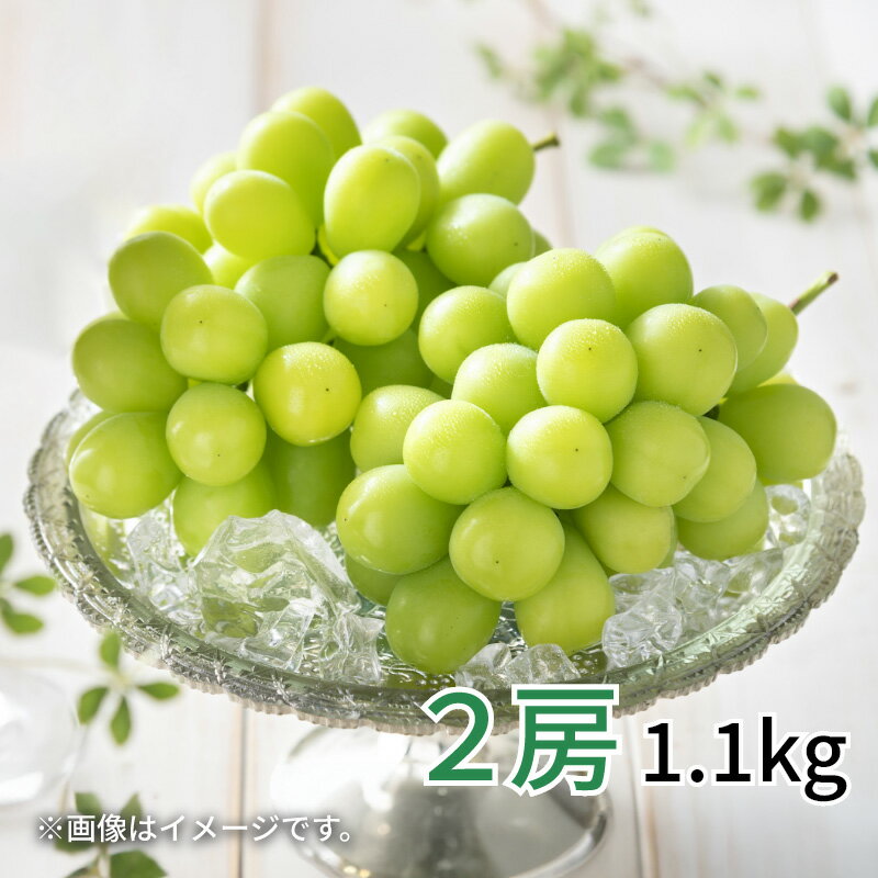 シャインマスカット 2房(1.1kg) 4房(2.5kg) 送料込み ギフト プレゼント 贈答 お取り寄せ お土産 (レビュー記入で300円OFFクーポン配布中)