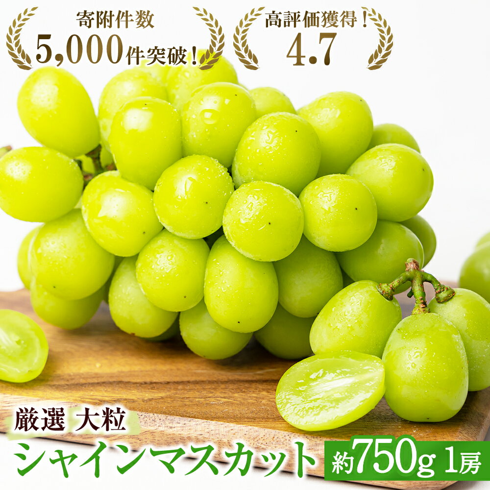 【ふるさと納税】大粒 特選 大房シャインマスカット 約750g 1房 ぶどう 果物 フルーツ 種なし 　お届け：2026年8月下旬～10月上旬