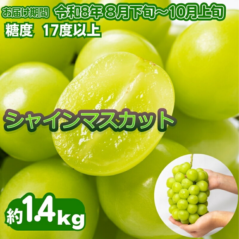 【ふるさと納税】《鮮度抜群》シャインマスカット 約1.4kg 2～4房入り ぶどう 香川県産 種なし 果物 葡萄 フルーツ 甘い 送料無料 冷蔵 期間限定 年内発送 おいしい 高評価 採れたて 産地厳選 大人気 産直 　お届け：2026年8月下旬～10月上旬