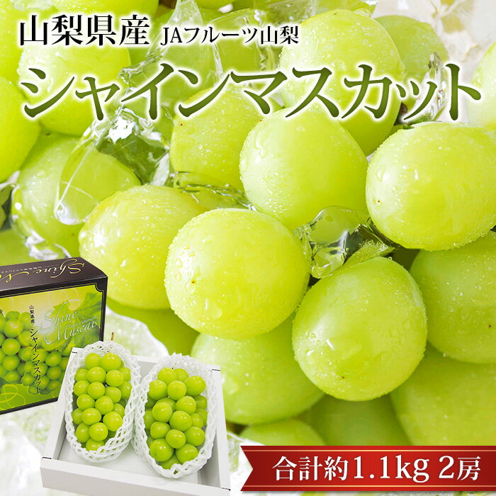 ぶどう シャインマスカット 約1.1kg 2房 山梨県産 露地栽培 産地直送 ブドウ 葡萄 マスカット お取り寄せ フルーツ 果物 ギフト 贈答 プレゼント 内祝い 出産祝い 産直プレミアム