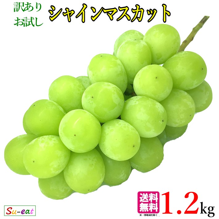 9月中旬〜下旬　訳あり　シャインマスカット　長野県産　1.2キロ