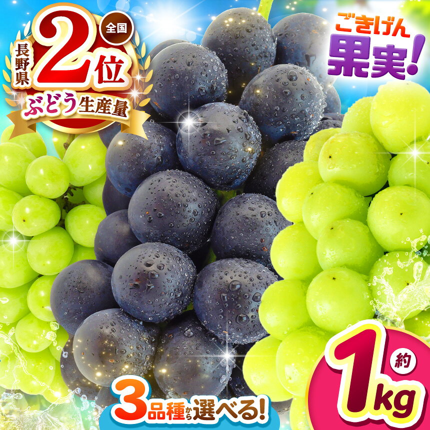 【ふるさと納税】【先行受付】長野県産 ぶどう 選べる 品種 3種類 ｜ ぶどう 葡萄 ナガノパープル シャインマスカット 黄華 おうか 果物 フルーツ 種無し 新鮮 信州産 先行予約 選べる種類 長野県 松本市 ふるさと納税