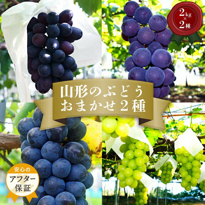 【ふるさと納税】＼アフター保証対象品／ 山形 ぶどう 秀品 4kg 品種おまかせ 【2026年 発送 先行受付】 先行予約 山形 ピオーネ シャイン マスカット 等から 約2kg×2種をお届け 食べ比べ 詰め合わせ フルーツ 果物 ふるさと ランキング 人気 令和8年 2026年 H056(R8)