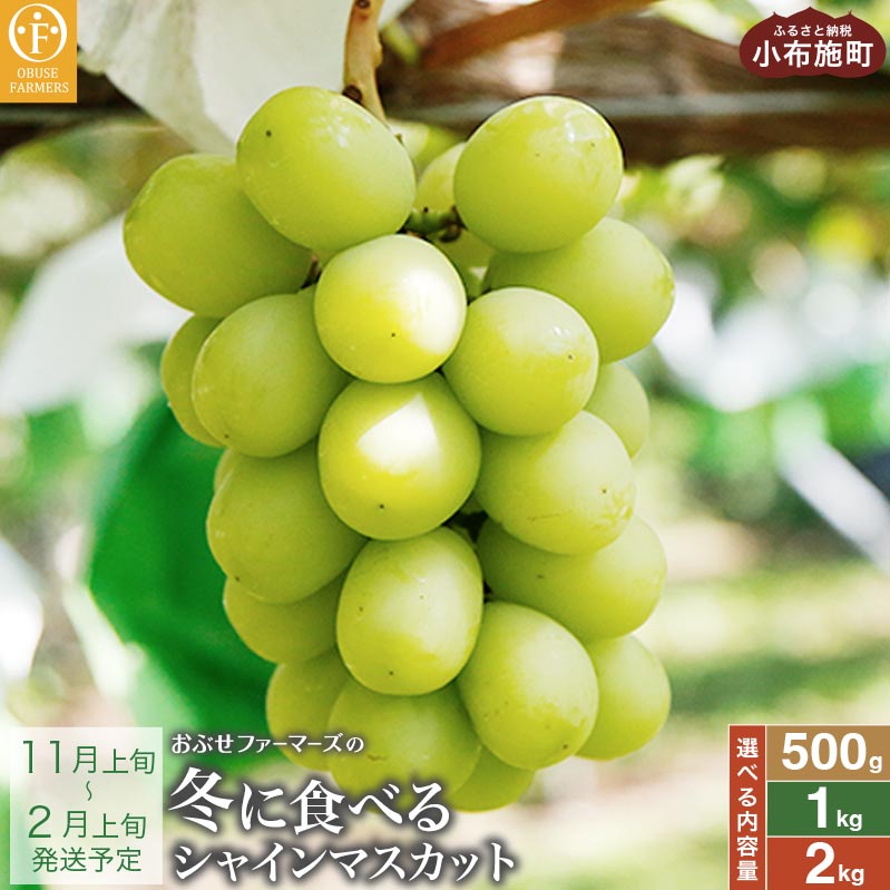 【ふるさと納税】冬に食べるシャインマスカット 約500g 1房 &amp; 約1kg 2房 &amp; 約2kg 3〜5房 ［ おぶせファーマーズ ］|ぶどう ブドウ 葡萄 フルーツ 果物 くだもの 長野 信州 【2026年11月上旬～2027年2月上旬発送】