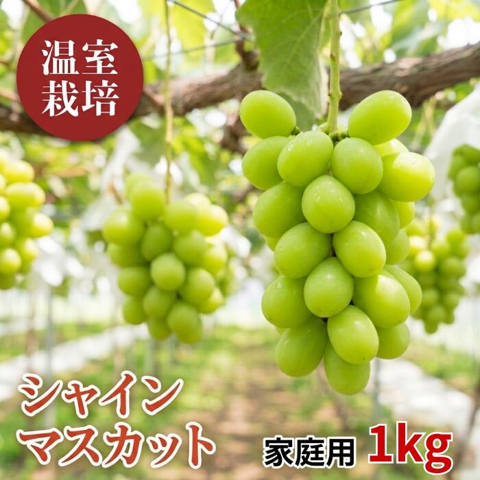 【ハウス栽培】【家庭用】シャインマスカット 1kg 産地直送 農家直送 種なし 皮ごと食べられる 訳あり お中元 7月下旬発送 予約受付中 送料無料